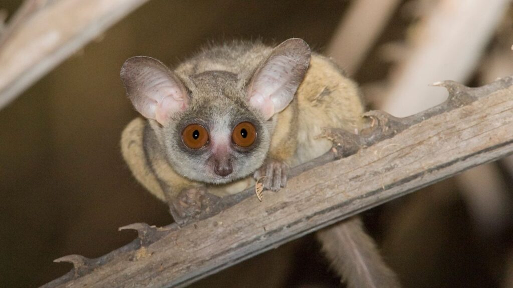 Bush Babies