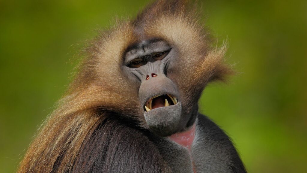 Gelada monkeys