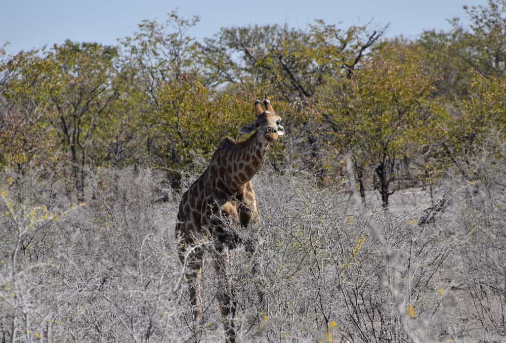 Etosha Heights