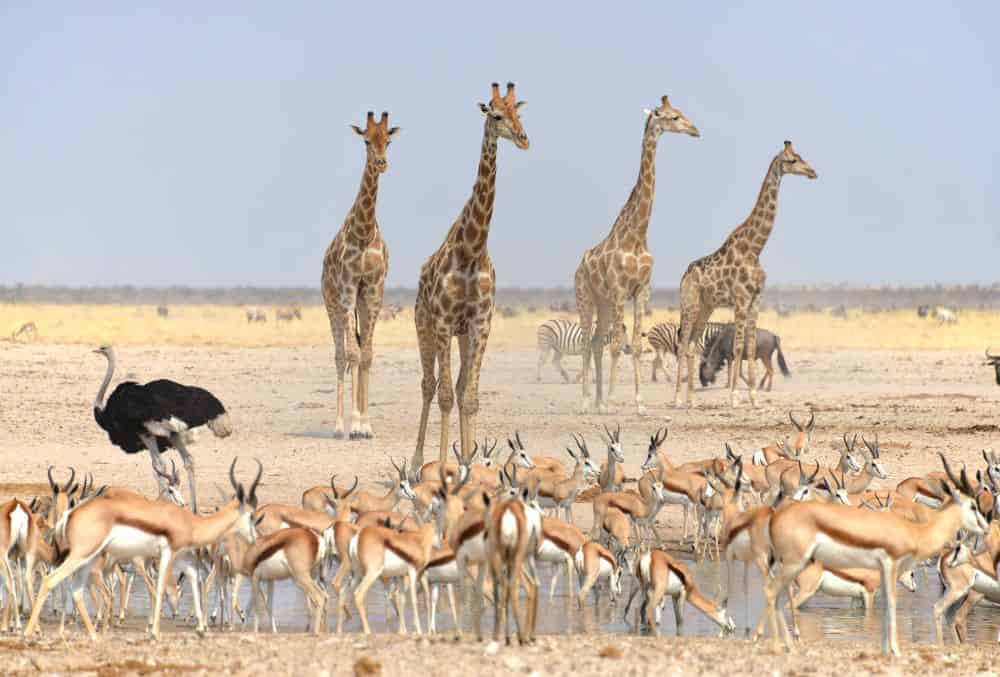 Etosha Heights