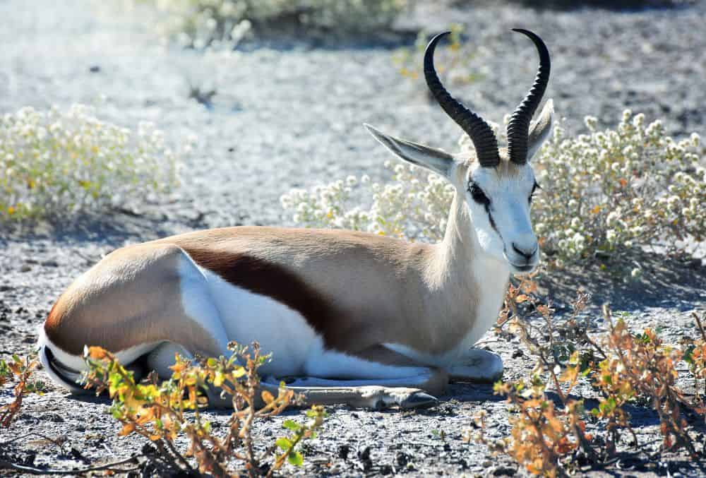 Etosha Heights