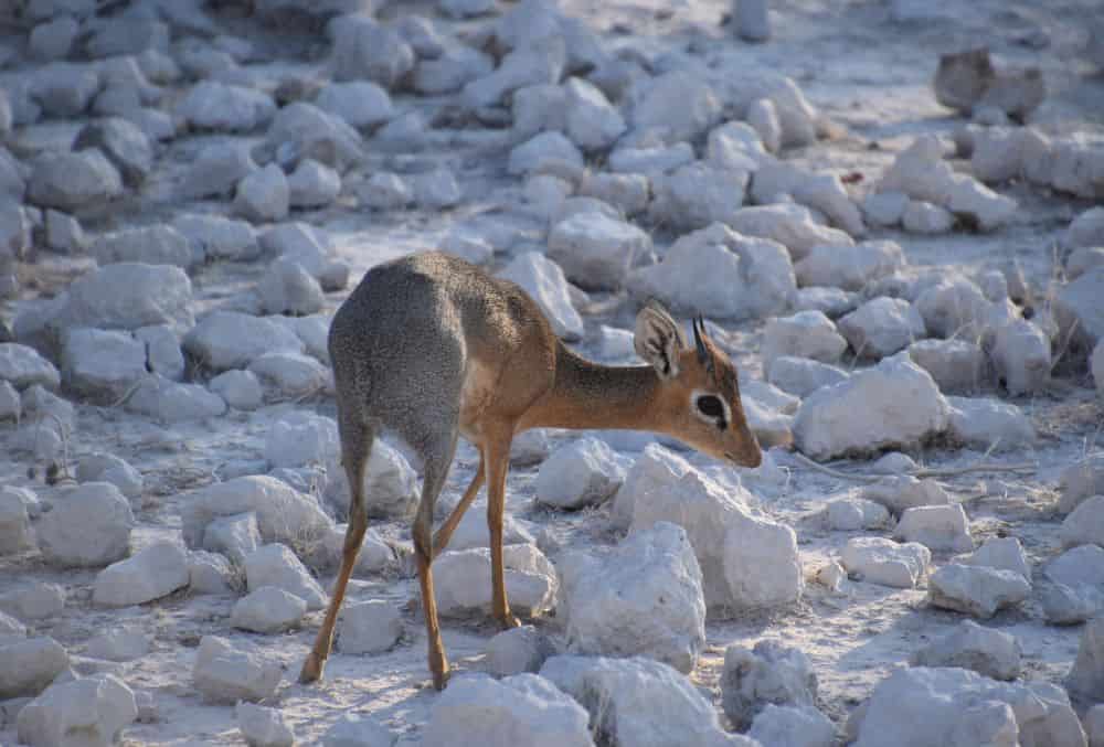 Etosha Heights