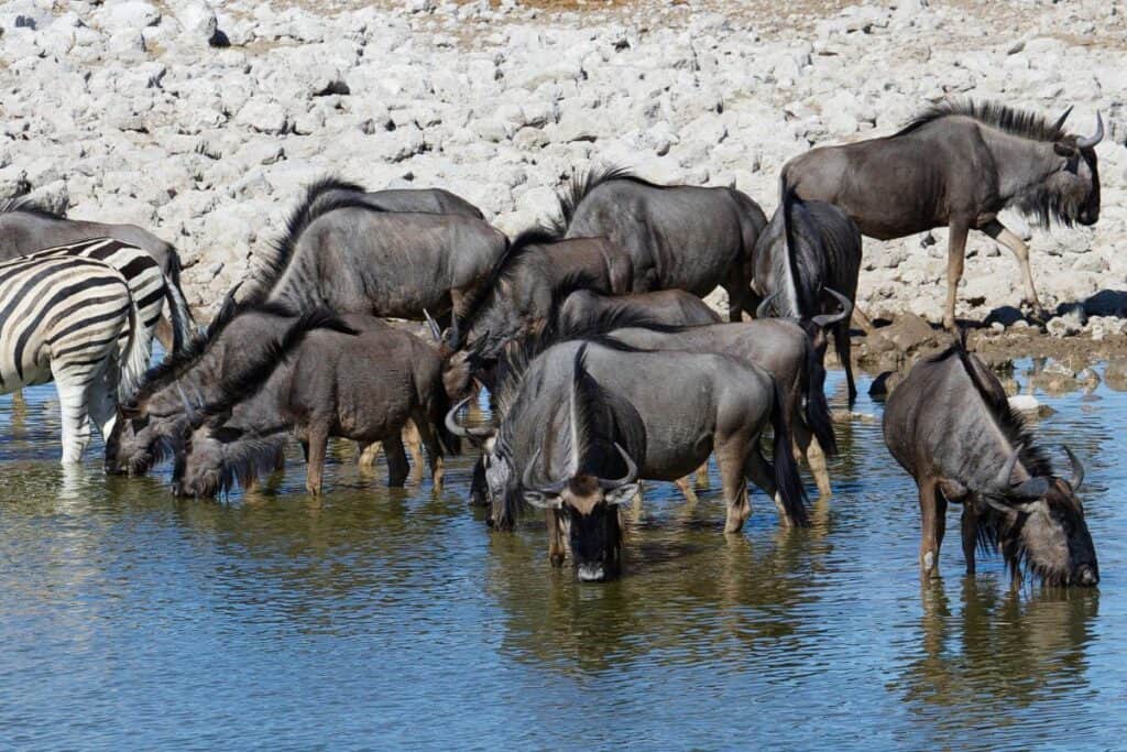 Etosha National Park