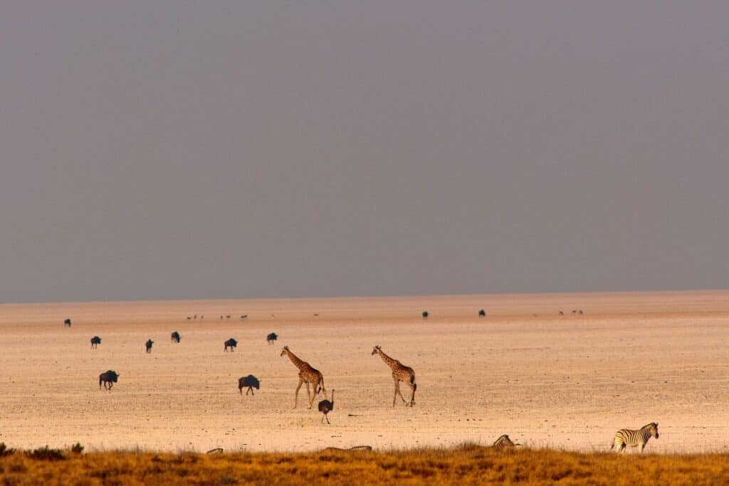 Etosha National Park