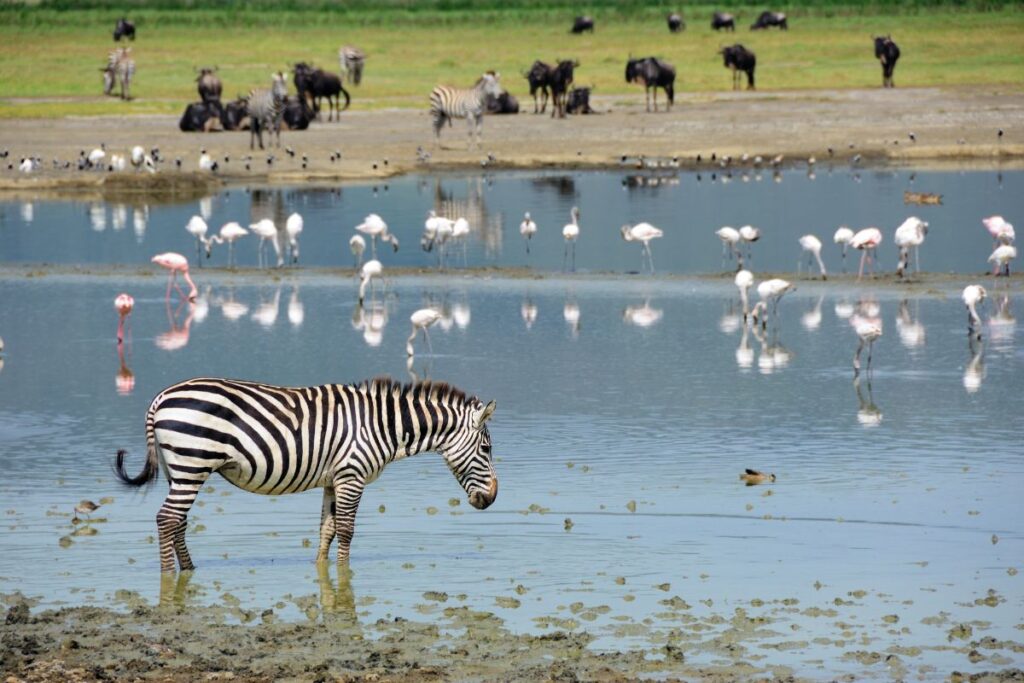 Ngorongoro