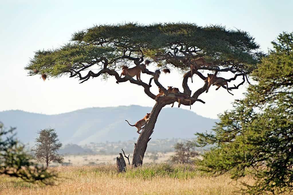 Iconic National Park