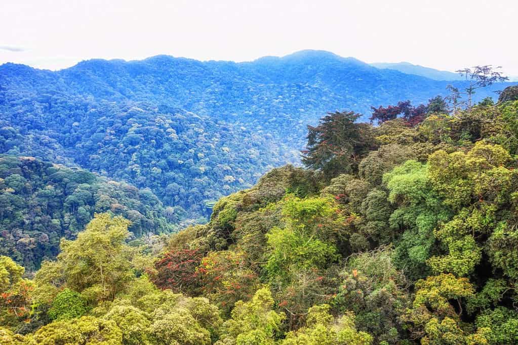 Bird Watching in Rwanda