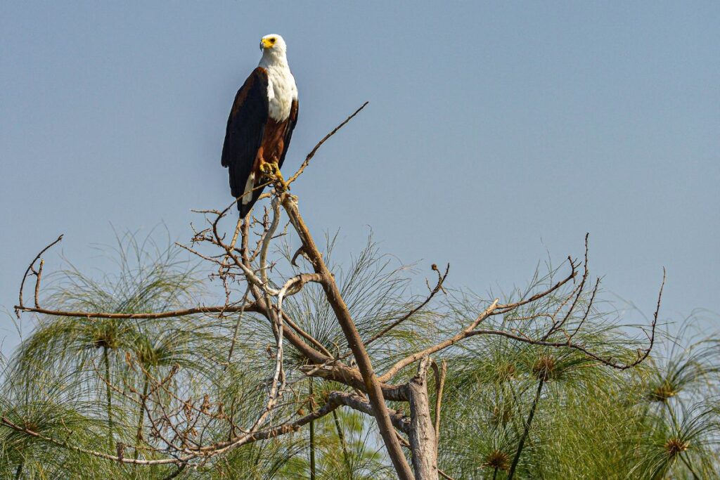 Bird Watching in Rwanda 