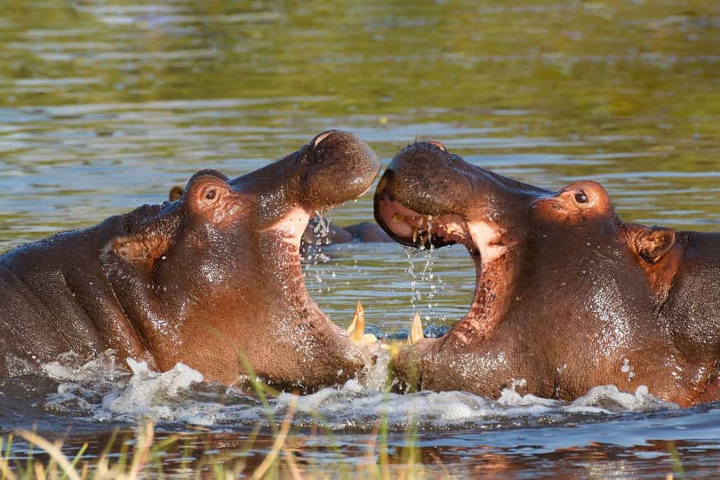 Okavango Delta