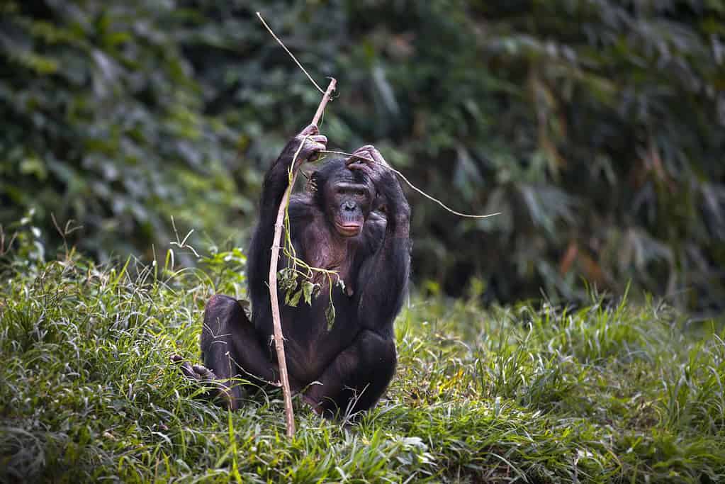 Odzala Kokoua National Park