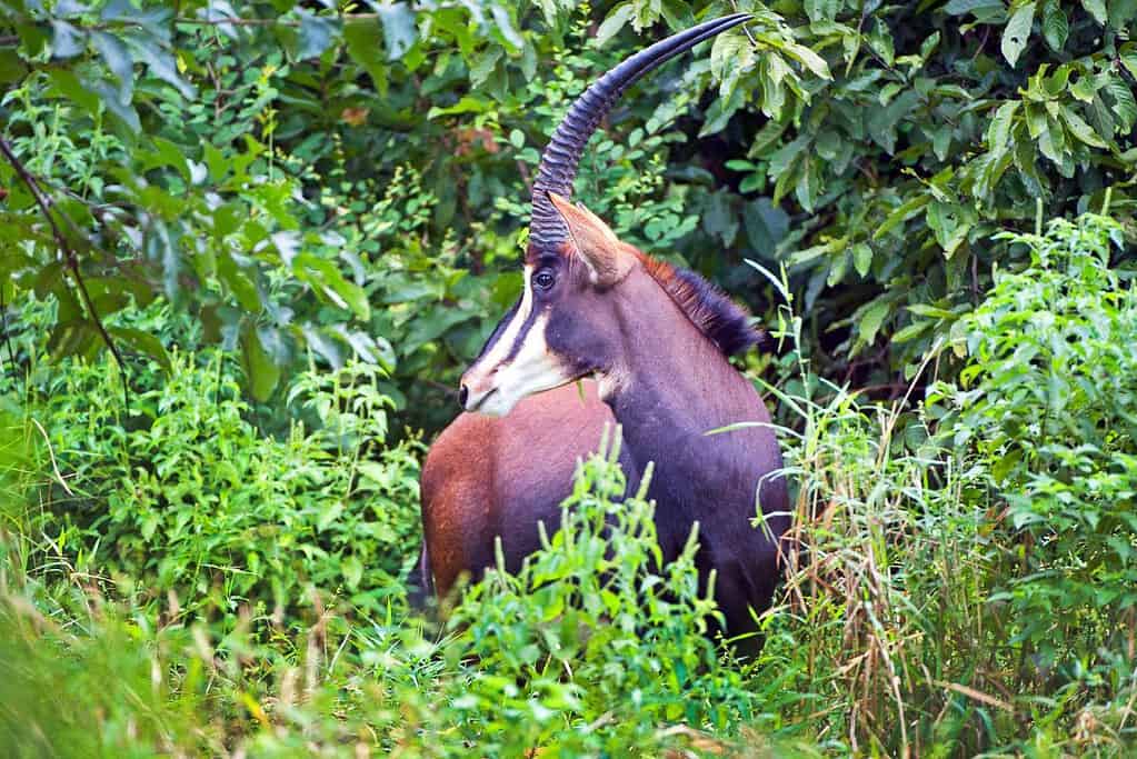 Malawi